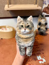 Large Realistic Twist Kitty Doll – 20/25cm Custom Pose